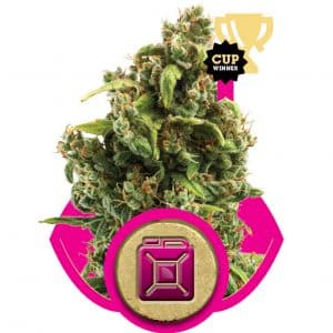 Sour Diesel
