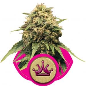 Special Queen #1
