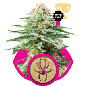 White Widow