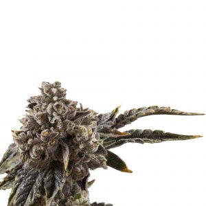 Chocolate Sherbet
