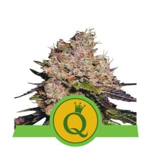 Purple Queen Automatic