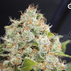 BCN Sour Diesel