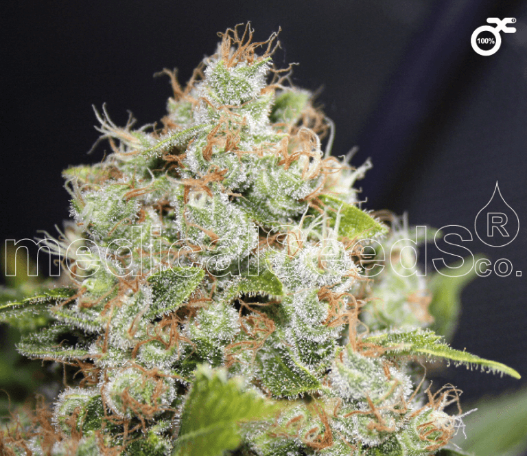 BCN Sour Diesel