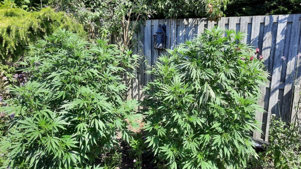 wietzaadjes voor buiten