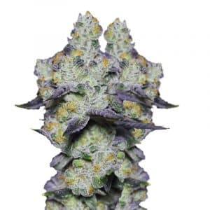 Blue Dream Sherbet