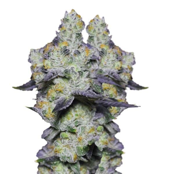 Blue Dream Sherbet