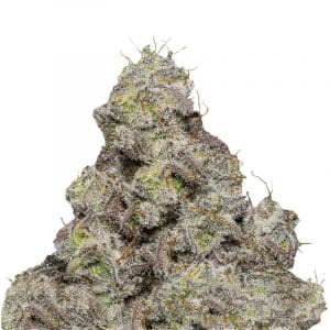 Blue Forest Berry