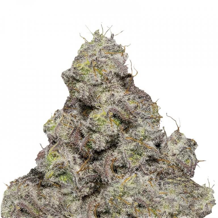 Blue Forest Berry