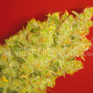 Jack La Mota