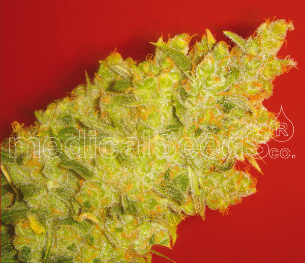 Jack La Mota