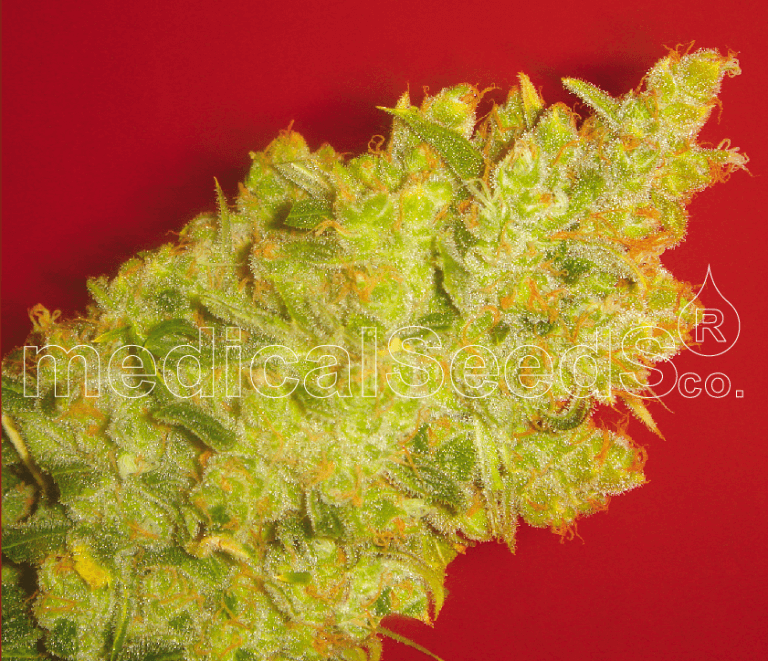 Jack La Mota