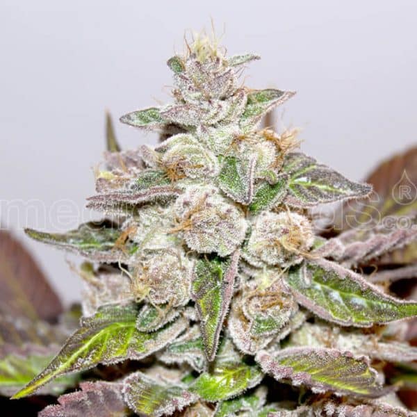 Mendocino Purple Kush