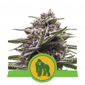 Royal Gorilla autoflowering wietzaden van Royal Queen Seeds