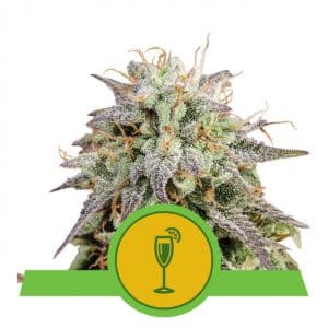 Mimosa Automatic