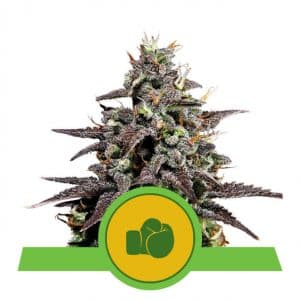 Purple Punch Automatic