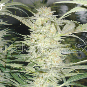 White Widow