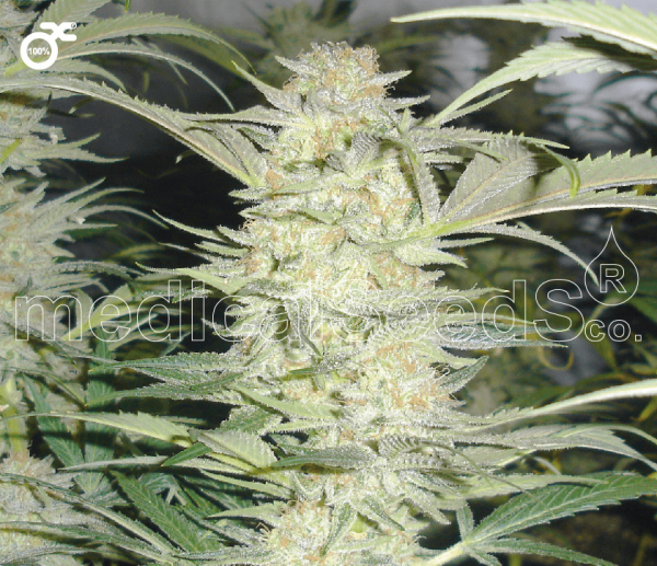 White Widow