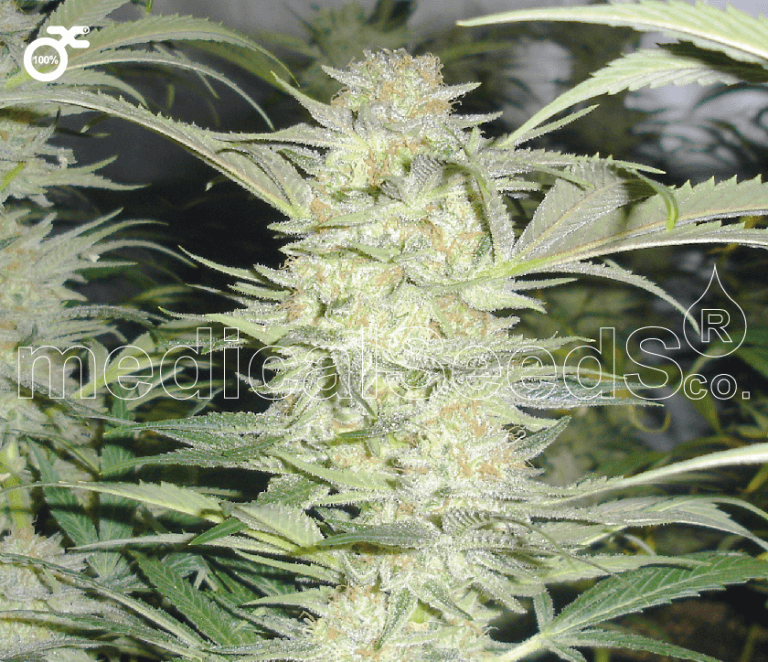 White Widow