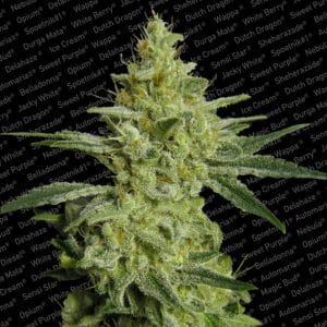 Allkush