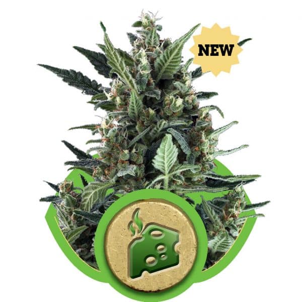 Blue Cheese Automatic