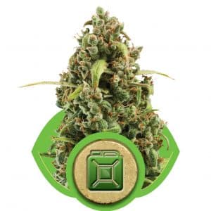Royal Diesel Automatic