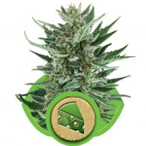 Royal Cheese Automatic