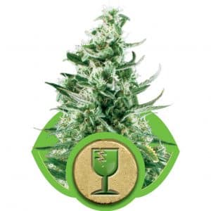 Royal Critical Automatic