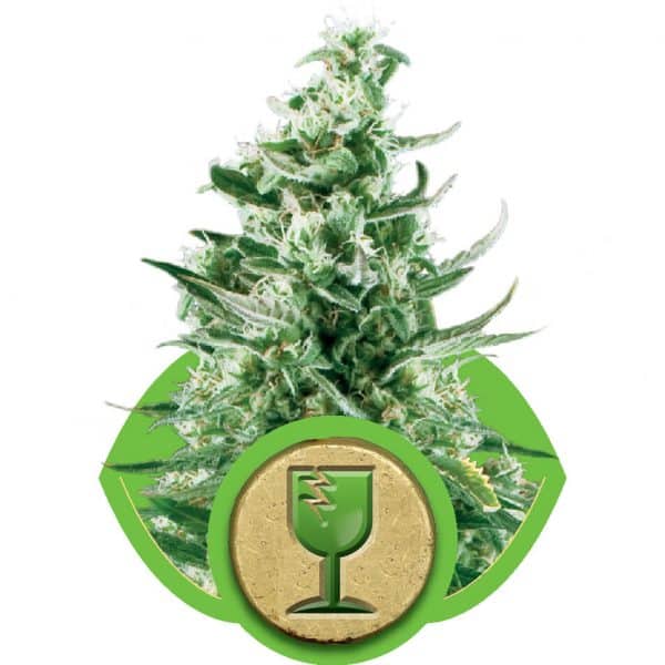 Royal Critical Automatic