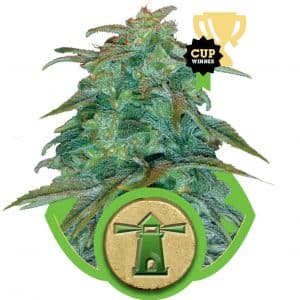 Royal Haze Automatic