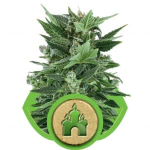 Royal Kush Automatic