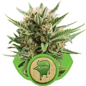 Sweet Skunk Automatic