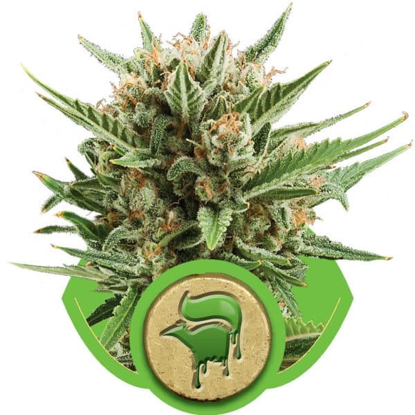 Sweet Skunk Automatic
