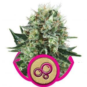 Bubble Kush