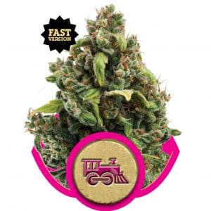 Candy Kush Express FF