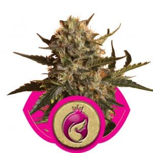 Mother Gorilla