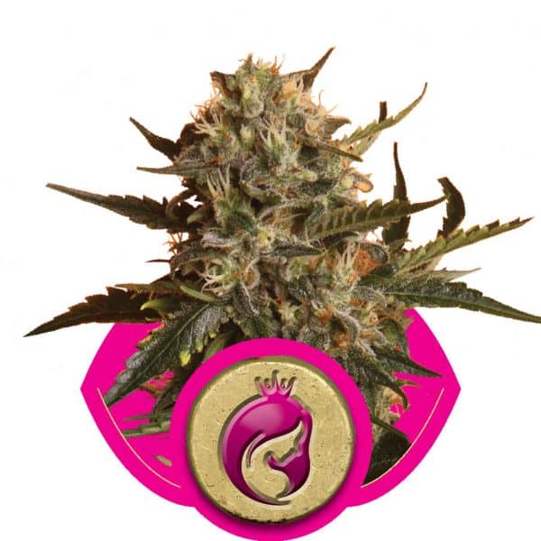 Mother Gorilla