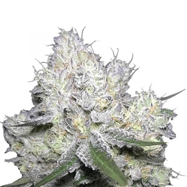 Weddingcake × Frosty Gelato