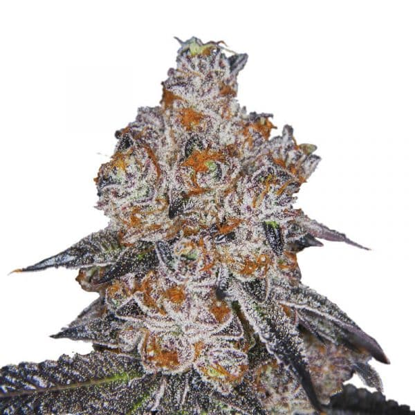 White Fire Gelato