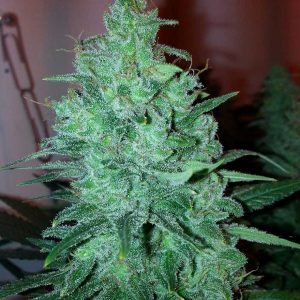 Mega Power Plant Automatic, Spliff Seeds, 5 zaden