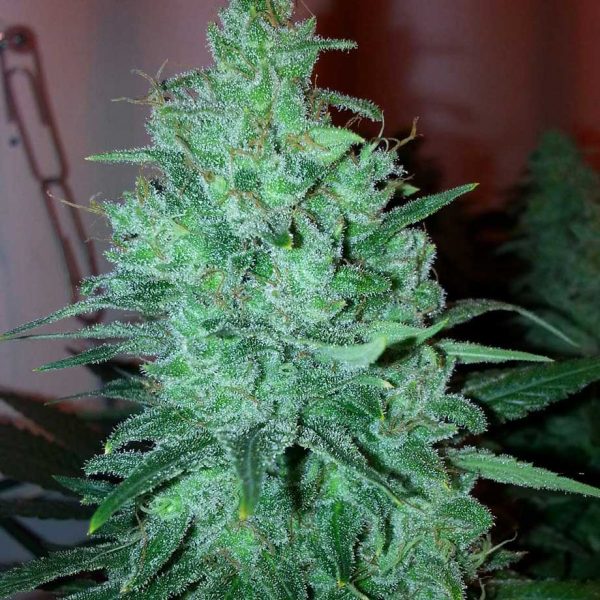 Mega Power Plant Automatic, Spliff Seeds, 5 zaden