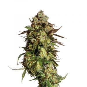Tangerine Sherbet