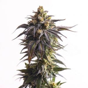 Tangie Punch