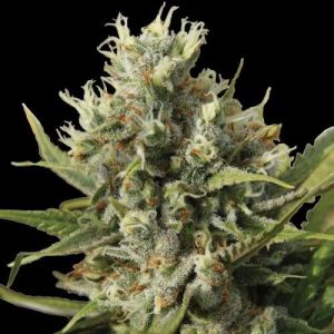 Amnesia Autoflower