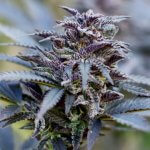 Durban Poison, Dutch Passion, 5 zaden - Afbeelding 2