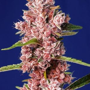 Tropicanna