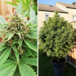 Durban Poison, Dutch Passion, 5 zaden - Afbeelding 3
