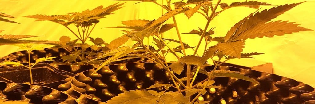 voordeel van de voorgroei