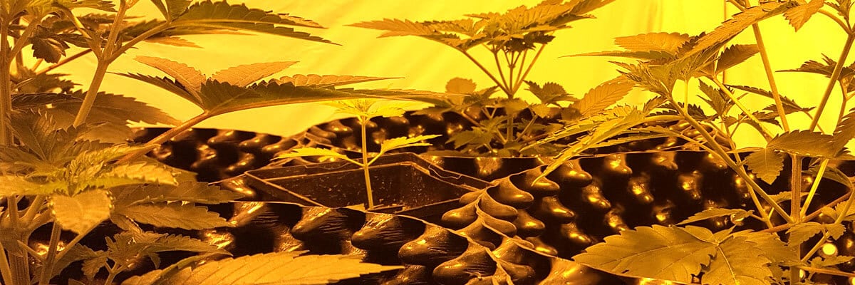 wat zijn de voordelen van voorgroeien