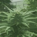 buitenkweek cor's kooi kwekerij 2