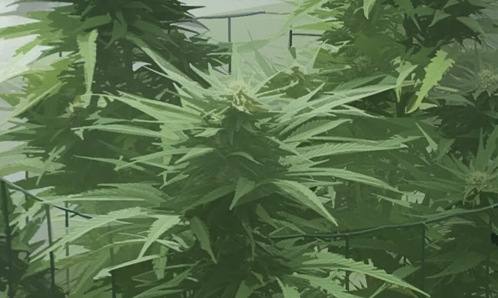 buitenkweek cor's kooi kwekerij 2